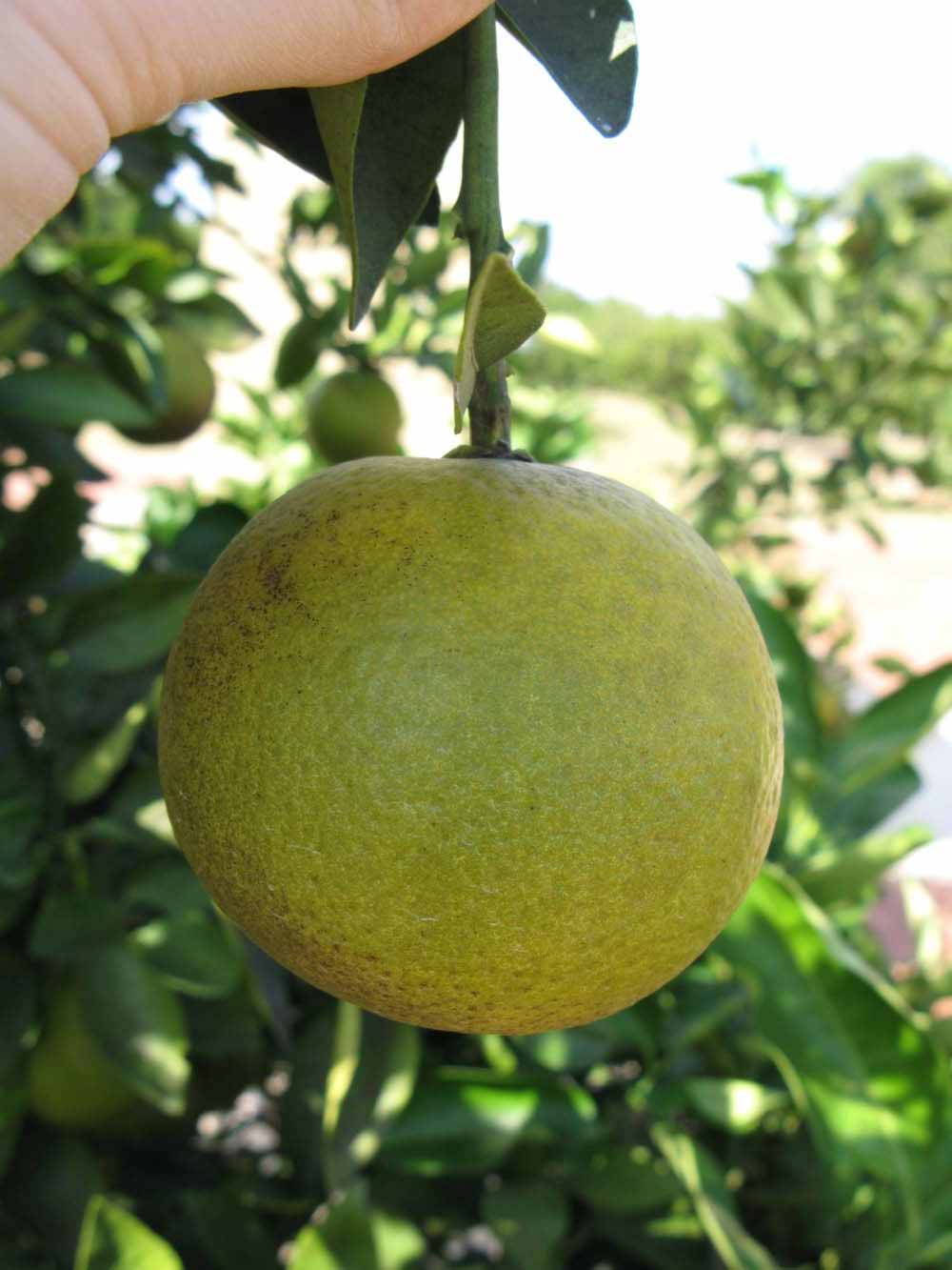            Fruit (Winter Haven, FL)   